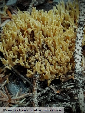 Ramaria abietina