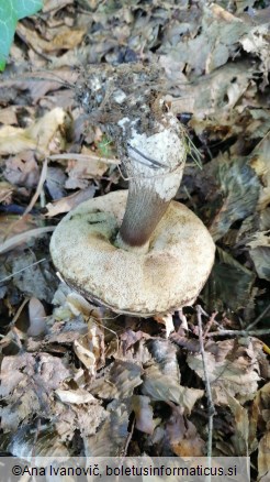 Leccinum scabrum