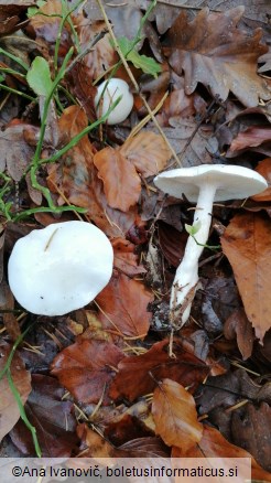 Hygrophorus eburneus