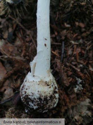 Amanita virosa