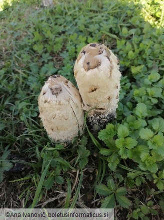 Coprinus comatus