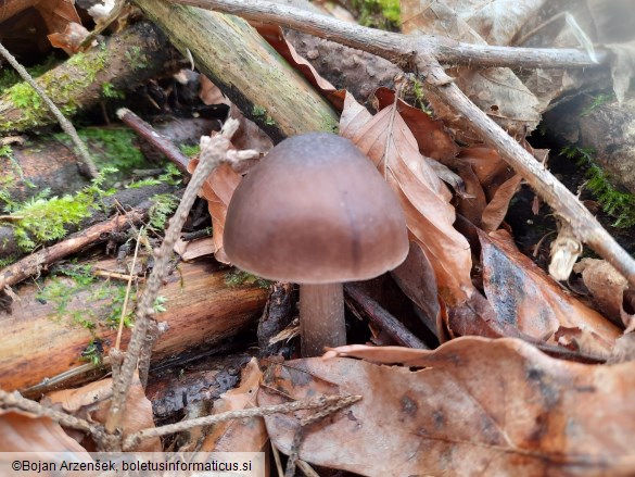 Pluteus cervinus