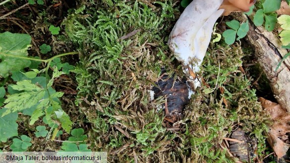 Gyromitra infula