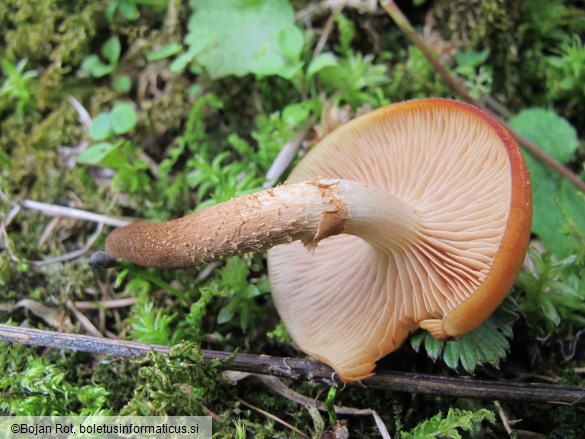Kuehneromyces mutabilis