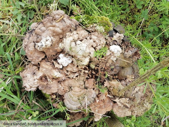 Ganoderma applanatum