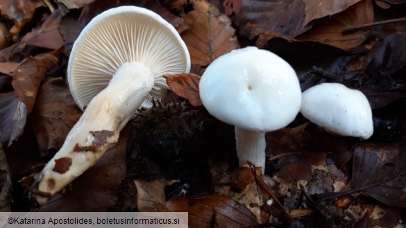 Hygrophorus cossus