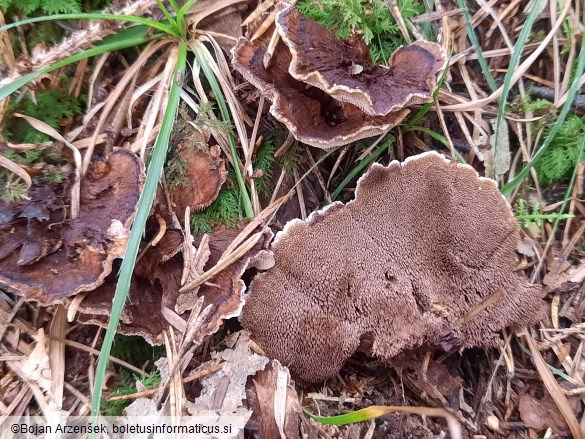 Hydnellum ferrugineum