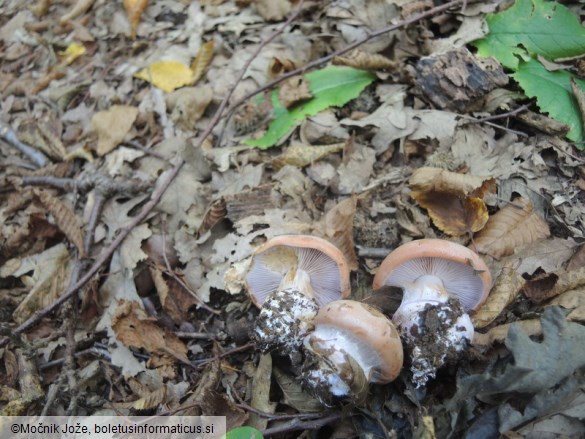 Cortinarius arcuatorum