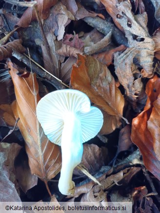 Hygrophorus cossus