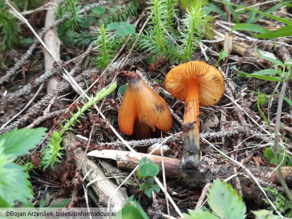 Hygrocybe conica