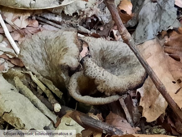 Craterellus cornucopioides