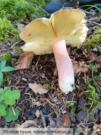 Russula olivacea
