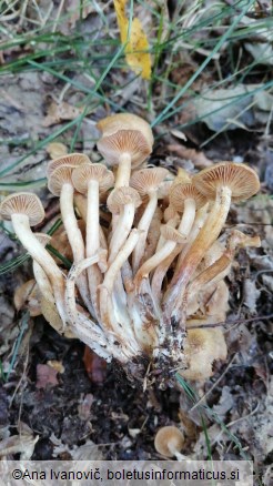 Armillaria mellea