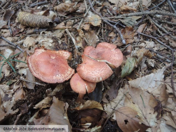 Cortinarius bolaris