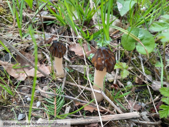 Morchella semilibera