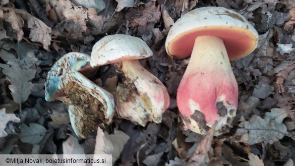 Rubroboletus satanas