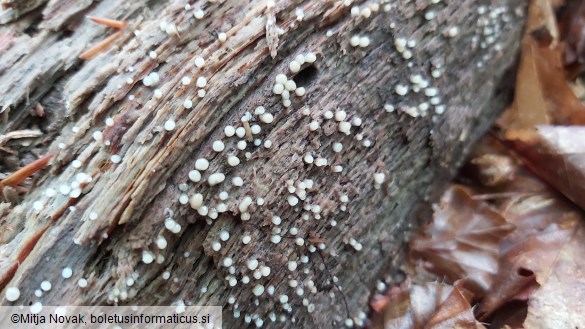 Helicogloea compressa