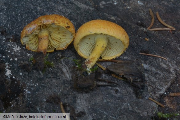 Pholiota tuberculosa