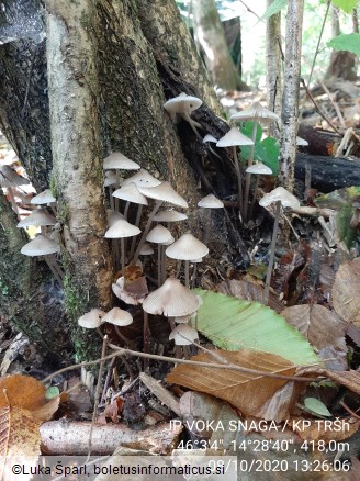 Mycena galericulata