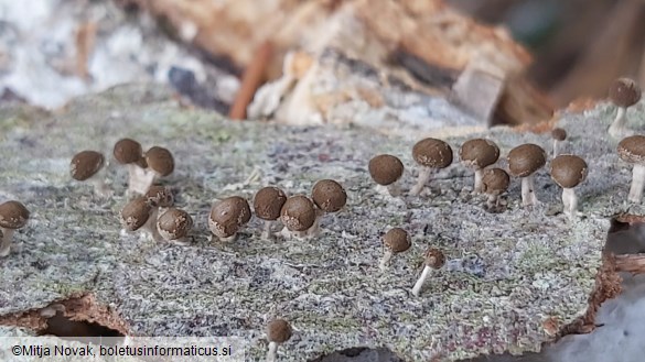 Phleogena faginea