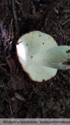 Russula integra