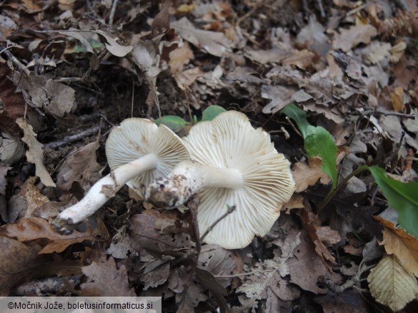 Tricholoma saponaceum