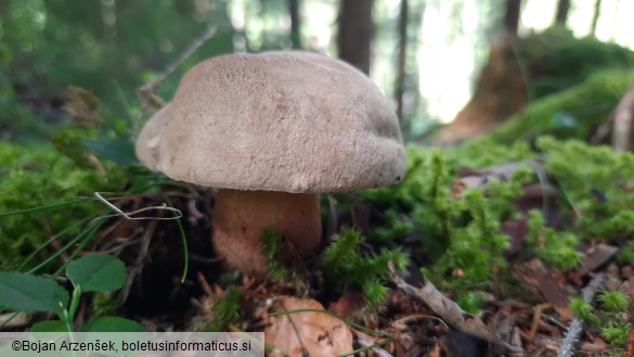 Boletus calopus