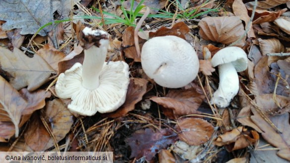 Tricholoma acerbum