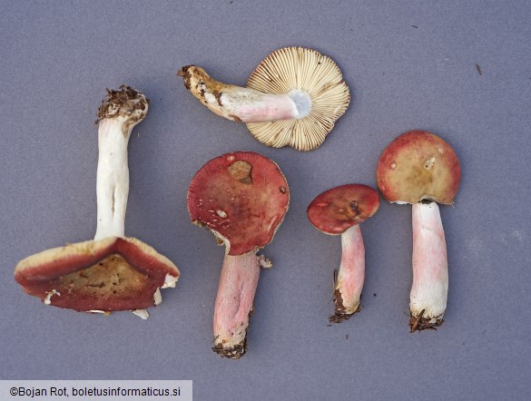 Russula gracillima