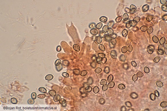 Deconica crobula