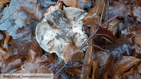 Tricholoma portentosum