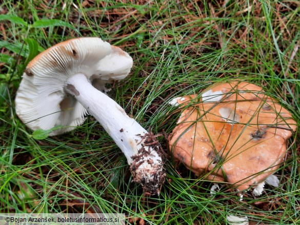 Russula decolorans