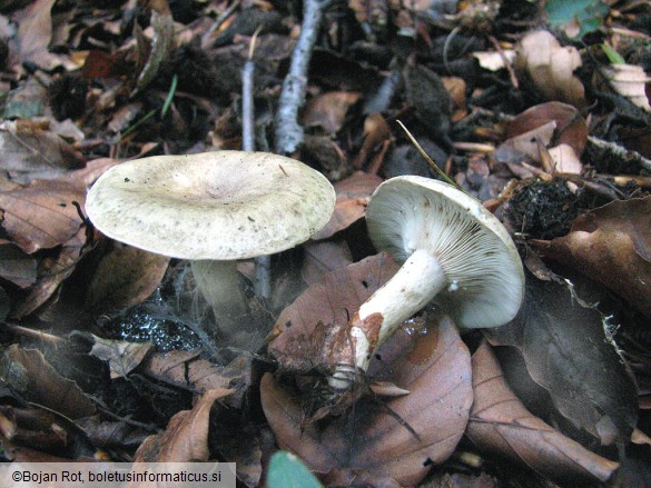 Lactarius blennius