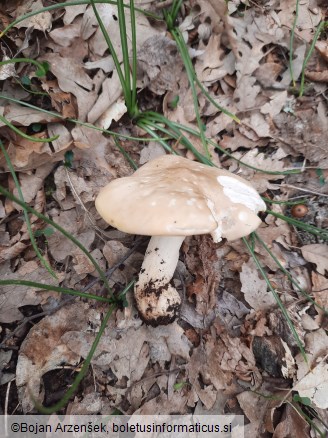 Calocybe gambosa