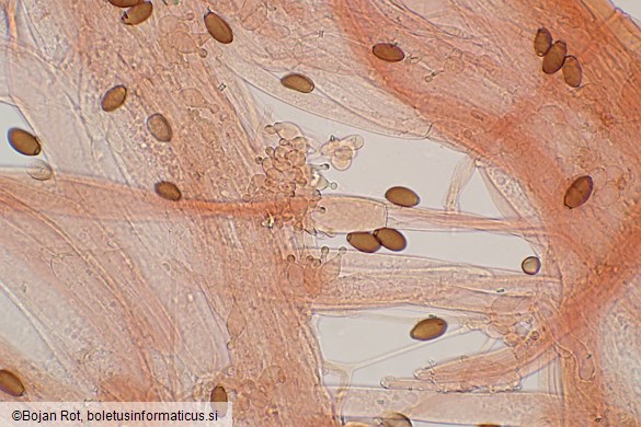 Conocybe macrospora