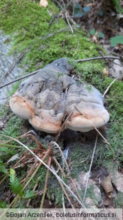 Phellinus hartigii