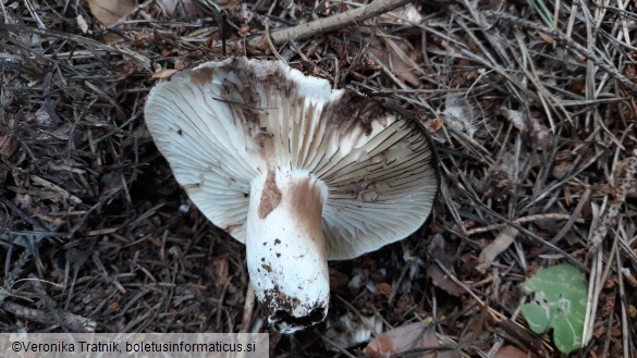 Russula nigricans