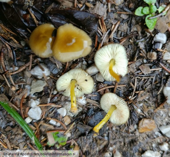 Pluteus vellingae
