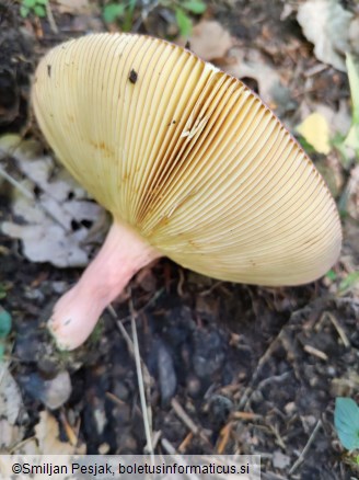 Russula olivacea
