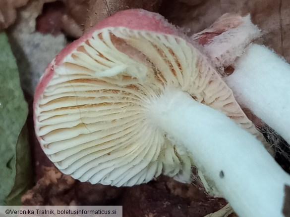 Russula emetica