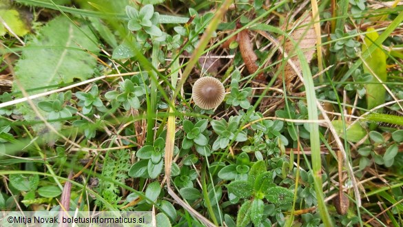 Mycena leptocephala