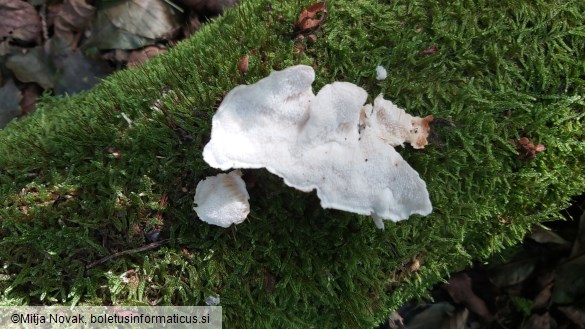 Fuscopostia leucomallella