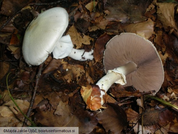 Agaricus silvicola