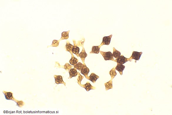 Phragmotrichum chailletii