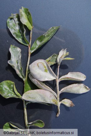 Erysiphe australiana