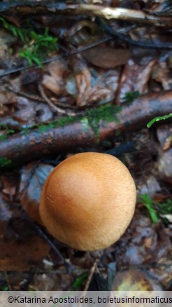 Cortinarius armillatus