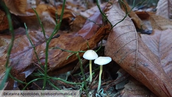 Mycena
