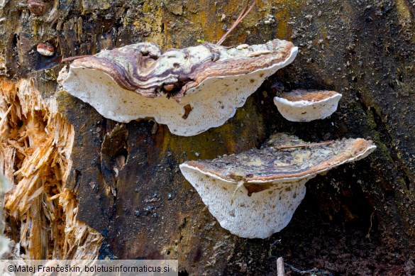 Heterobasidion parviporum