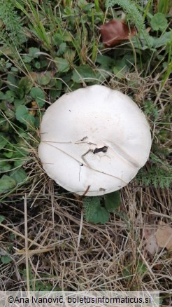 Agaricus campestris