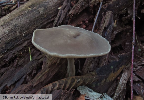 Helvella macropus